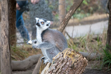 Fototapeta premium Curious and playful lemur sitting on a log, showcasing its unique features and habitat in a zoo setting, great for wildlife and animal conservation themes.