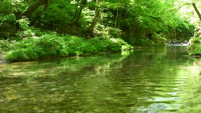 福島県南会津町の西根川、初夏の新緑に包まれた透明感のある清流と森の水辺風景