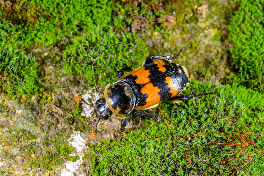 Carrion beetle Nicrophorus antennatus on a background of green vegetation