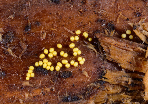 Reproduction of slime molds (Myxomycota) Trichia decipiens on decaying wood in a garden
