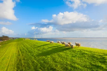 Aerial view of sheep herd on green field with wind turbines near sea and dam. Scenic rural landscape with farm animals, wind generators and cloudy sky at sunset. Renewable energy and agriculture. © biletskiyevgeniy