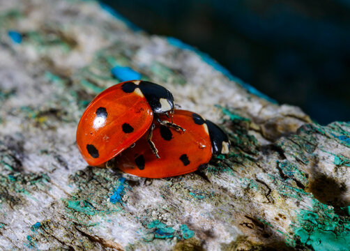 A seven-spot ladybirds (Coccinella septempunctata), Beetles mating on a tree in the forest