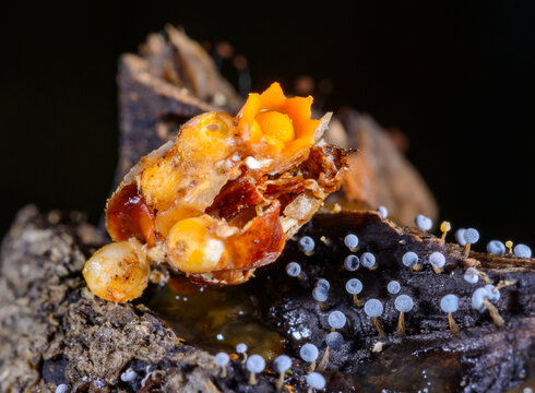 Unusual fungus Sphaerobolus stellatus on decaying wood against a background of lichen