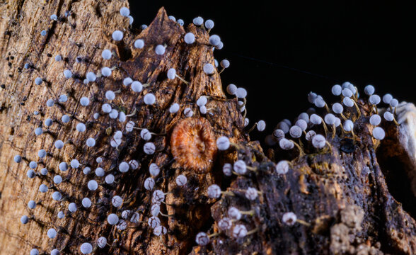 Hohenbuehelia cyphelliformis fungus and slime molds (Myxomycota) Didymium squamulosum