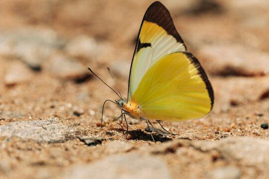 Close-up of a yellow butterfly from the Pieridae family resting on sandy ground. Natural macro wildlife scene with selective focus and soft background, highlighting texture and vibrant colors.