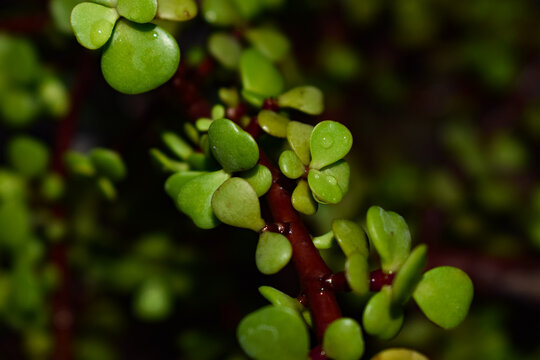 Macro close-up of Portulacaria afra (Elephant Bush) green leaves with water droplets on dark background