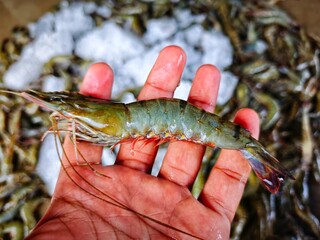 big fresh monodon tiger prawn sale in India HD © FISH