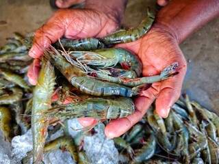 big fresh monodon tiger prawn sale in India HD © FISH