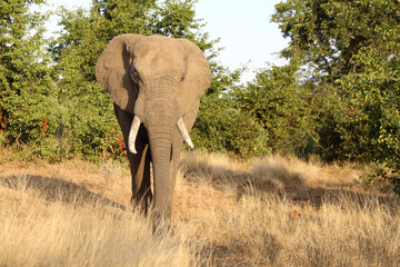 Obraz premium Afrikanischer Elefant / African elephant / Loxodonta africana