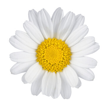 White Daisy Flower Isolated on Transparent Background &ndash; Fresh Floral Macro PNG
