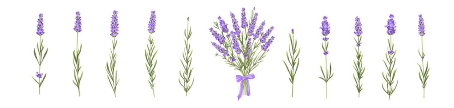 Set of lavender flowers elements. Collection of lavender flowers on a