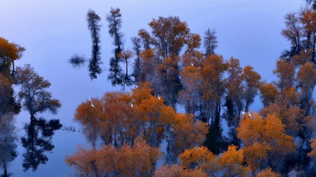 Aerial view of autumn trees reflected in calm blue wetland water