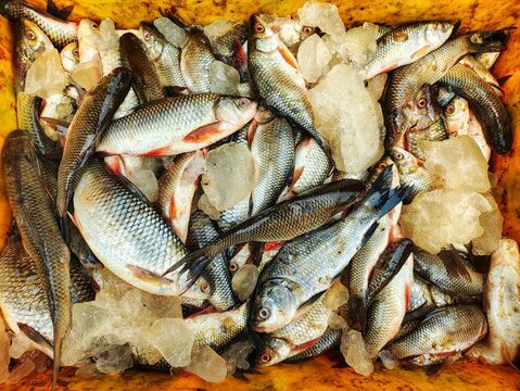 lots of fish in plastic basket krait for sale in Indian fish market