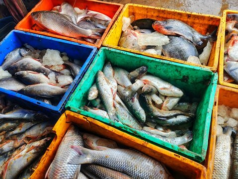 lots of fish in plastic basket krait for sale in Indian fish market