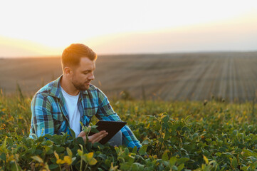 Naklejka premium Farmer examining crops and using digital tablet in soybean field at sunset