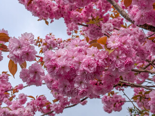 Fototapeta premium Clusters of pink Kanzan cherry blossoms
