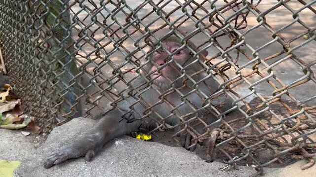 A monkey is sitting behind bars in a monkey prison, sticking its paw out at the people. Monkey Island, China, Sanya
