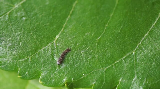High-magnification video of a small silkworm caterpillar moving across the textured surface of a vibrant green leaf.
