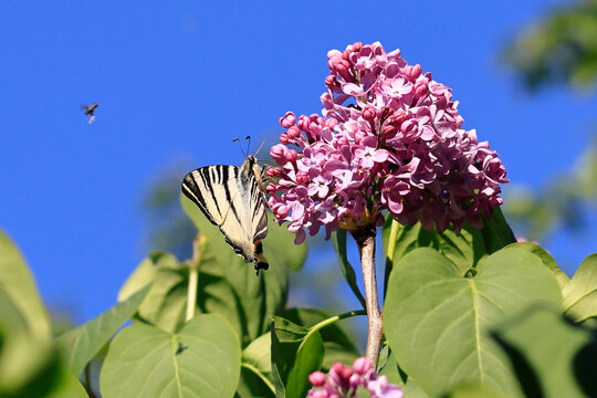 Ein Segelfalter sitzt auf den Bl&uuml;ten eines Fliederstrauches