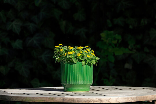 Ein dekorativer gr&uuml;ner Blumentopf mit Husarenkn&ouml;pfchen auf einem Gartentisch vor dunklem Hintergrund
