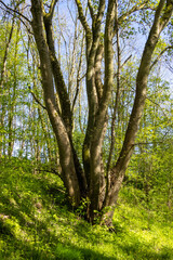 Fototapeta premium Baum mit mehreren Stämmen