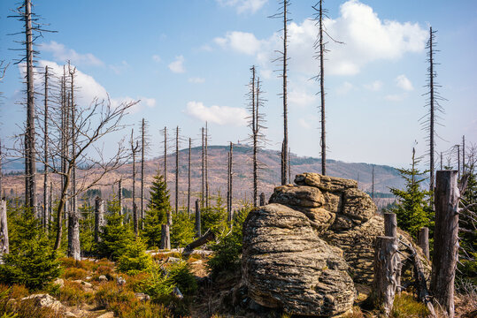 Naturerlebnis auf dem Achtermann im Sommer