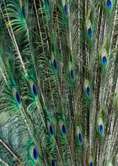 Peacock feather pattern, bright green - blue bird tail texture © artemstepanov