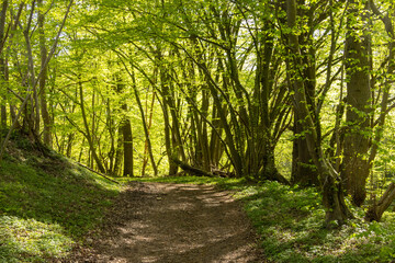 Fototapeta premium Wanderweg durch einen Wald im Frühling