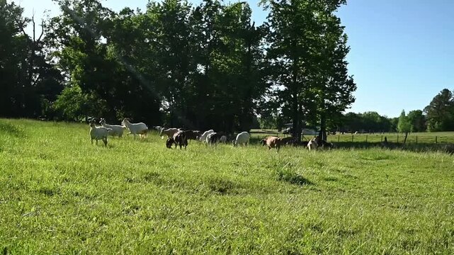 VIDEO Landscape format. "A herd of goats grazing on a farm on a sunny day. Landscape format."