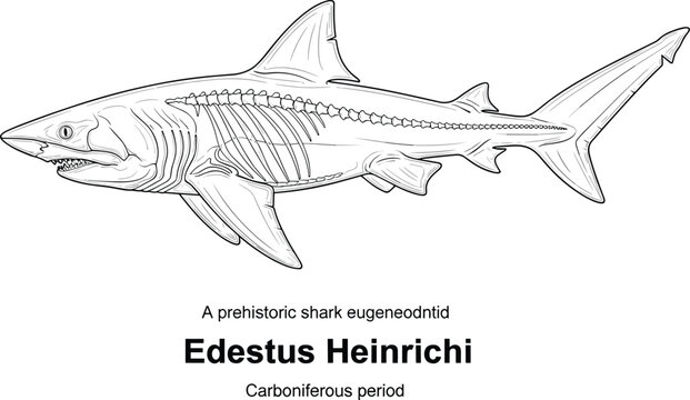 Edestus Heinrichi prehistoric shark eugeneodontid Carboniferous period skeleton illustration.