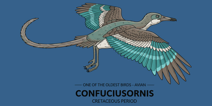 Confuciusornis one of oldest birds avian Cretaceous period flying dinosaur illustration.