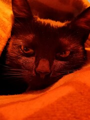 A photograph of a beautiful black cat named Lastenka  a photo of a young black cat. © Фёдор Титарчук