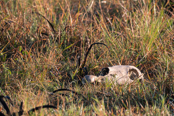 Obraz premium Animal skull lying in a grassy field