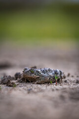 Obraz premium Natterjack toad (Epidalea calamita)