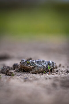 Natterjack toad (Epidalea calamita)