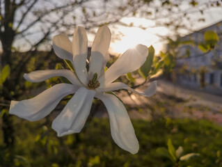 Biały kwiat magnolii (Magnolia) wiosną, uchwycony na tle zachodzącego słońca. Duże, gładkie płatki kwiatu rozwijają się wdzięcznie, ukazując kremowobiały odcień. Promienie słoneczne przesączają się . © Grzegorz