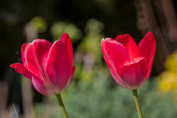 Urzekające kwiaty wiosną. Dwa jaskrawoczerwone kwiaty tulipanów (Tulipa spp.) o lekko wklęsłych płatkach górują wysoko na smukłych zielonych łodygach na tle delikatnie rozmytego ogrodu. Płatki mienią  © Grzegorz