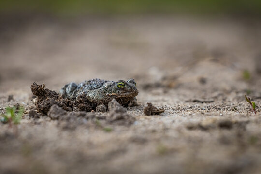 Natterjack toad (Epidalea calamita)