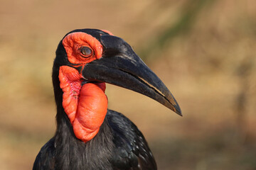 Kaffernhornrabe / Southern ground hornbill / Bucorvus leadbeateri © Ludwig