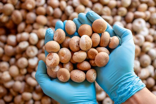 Worker with blue gloves inspecting dried areca nut samples before herbal processing, ensuring quality of raw materials for phytochemical and pharmaceutical applications.
