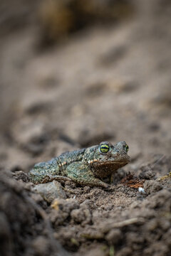 Natterjack toad (Epidalea calamita)