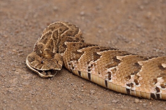 Puffotter / Puff adder / Bitis arietans arietans