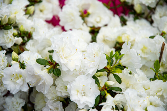White rhododendron flowers in spring park	