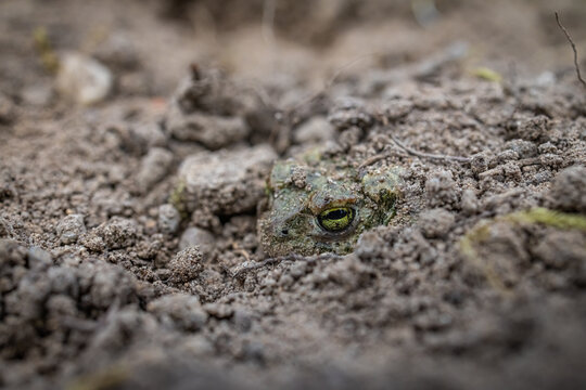 The natterjack toad (Epidalea calamita) is hiding.
