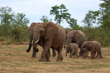 Obraz premium Afrikanischer Elefant / African elephant / Loxodonta africana