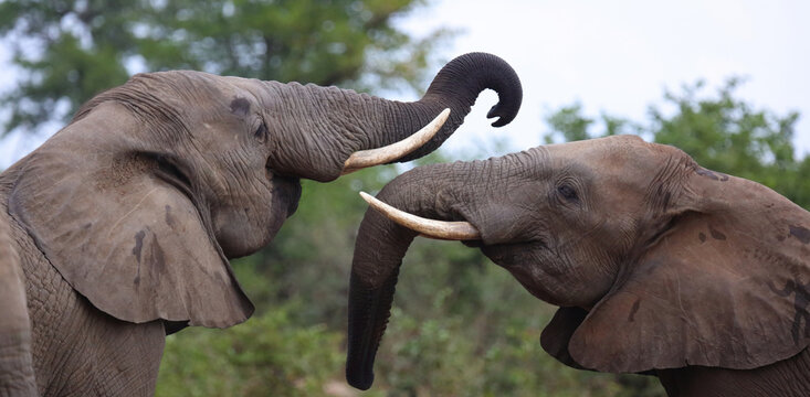 Afrikanischer Elefant / African elephant / Loxodonta africana