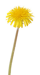 Fototapeta premium One beautiful dandelion flower isolated on white