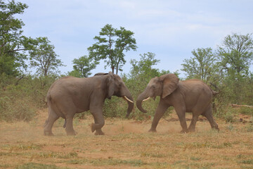 Fototapeta premium Afrikanischer Elefant / African elephant / Loxodonta africana