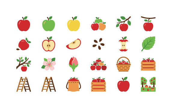 Apple harvest with ripe apples baskets ladders crates and fresh fruit picked from orchard trees during autumn season clean solid