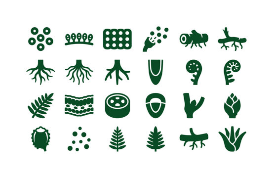 Fern plant parts like spores roots rhizomes and reproductive structures of woodland ferns clean solid filled icon set showing